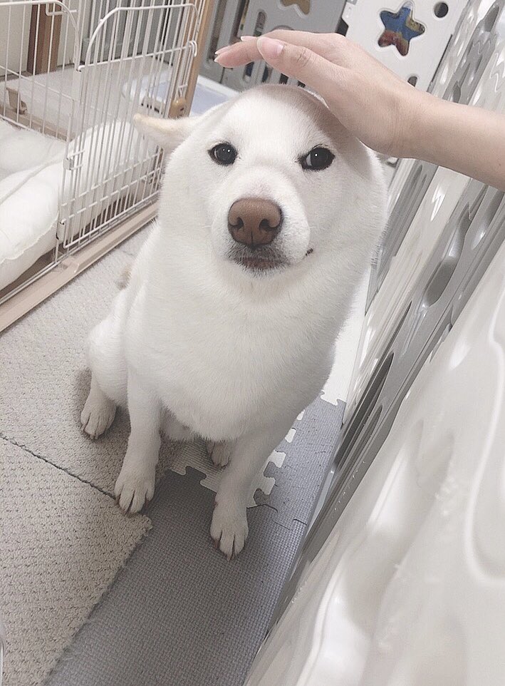 撫でようとしたら首をかしげて 耳をペタン 撫でられスタンバイする柴犬が話題 まるで アザラシ犬 まいどなニュース