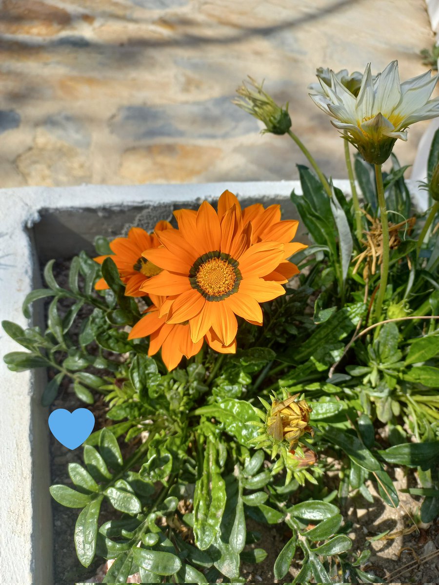 Günaydınnn ☀️ Mutlu Sabahlar 
#Pazartesi #İyiHaftalar 💙☕🌼
