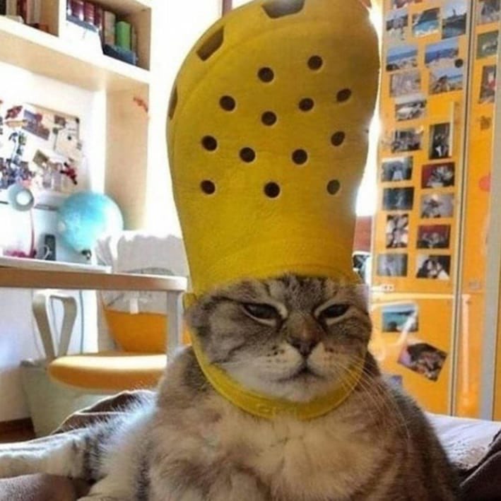 weirdlilguys's tweet image. 