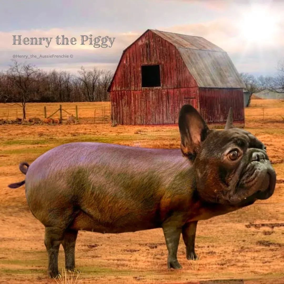 frenchie_heaven's tweet photo. Henry the Piggy…🐗
#frenchie #frenchietwitter https://t.co/bz5SfZyfqn