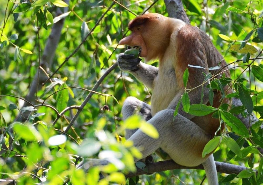 reranft's tweet photo. In the mangrove forest habitat, Bekantan consume more leaves, flowers and fruit, while parts such as tree bark are consumed in the least amount (Bismark, 2009).

#savebekantan #conservation #saveprimates #savebekantansavehumancivilization https://t.co/uGfieApbXz