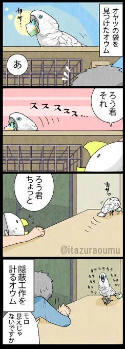 誤魔化すのが下手なオウム 