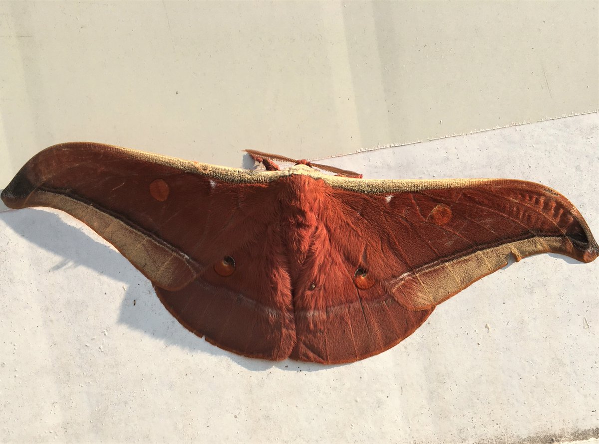 MondayMoth's tweet photo. Antheraea assamensis https://t.co/KHC6BuwHWn