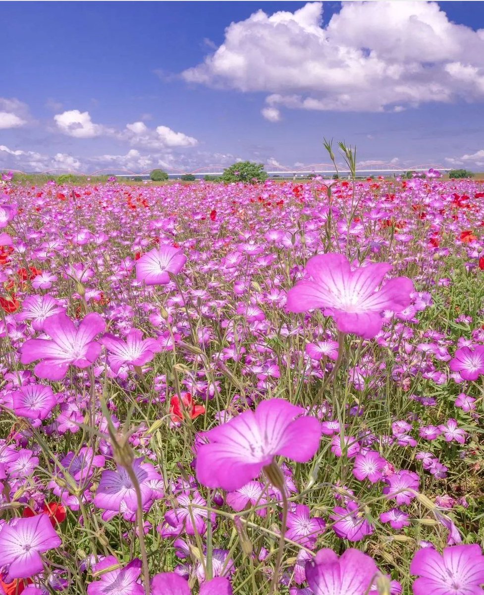 Daniella_C1804's tweet image. Good morning 🌸