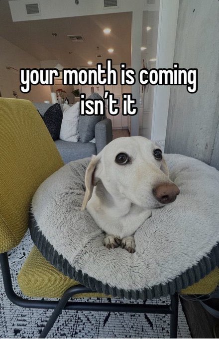 memestorer's tweet photo. your month is coming isn’t it pride month june rainbow company companies change picture stare look diva dachshund whitney chewston gay white fruity side eye judging  homophobic dog meme reaction thread https://t.co/wnZITzCb1u