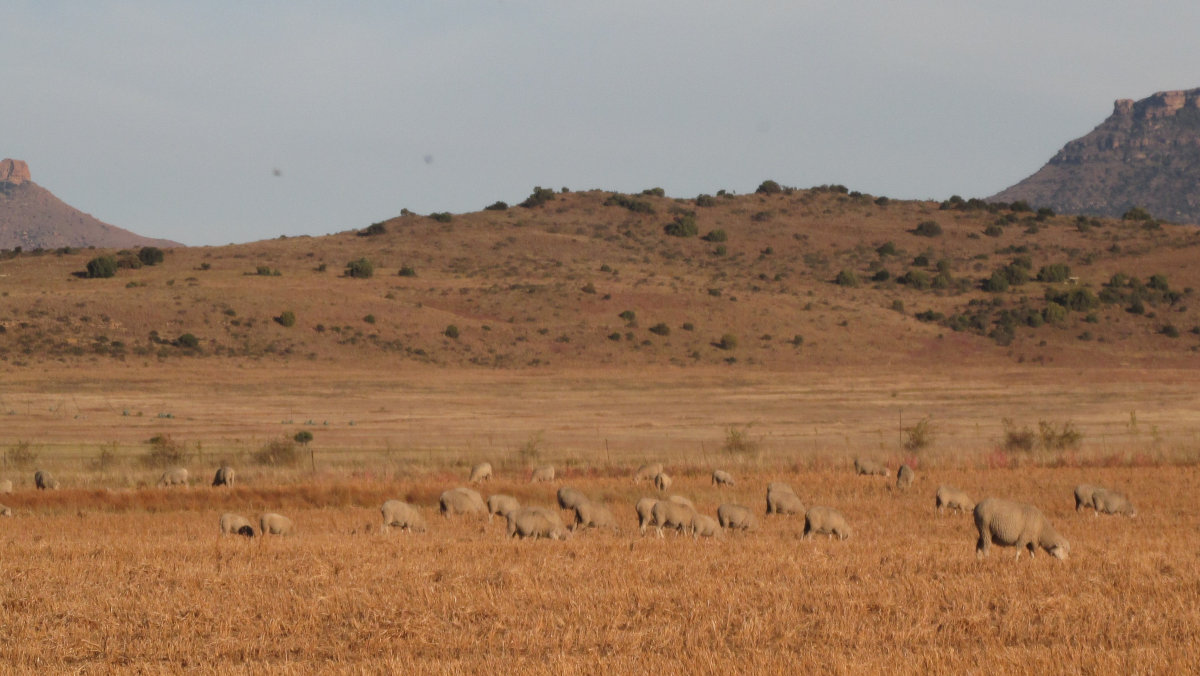 Veeplaas1's tweet photo. Fodder flow planning is important during winter. Raw soya beans, soya bean crop residues and unharvested soya bean fields can be a solution. #Feedtek consultants are on hand to help in this regard. Click here for more: https://t.co/CtYs2CLD8A.
#animalfeed #feedtek #askforfeedtek https://t.co/ugkbiUvYE5