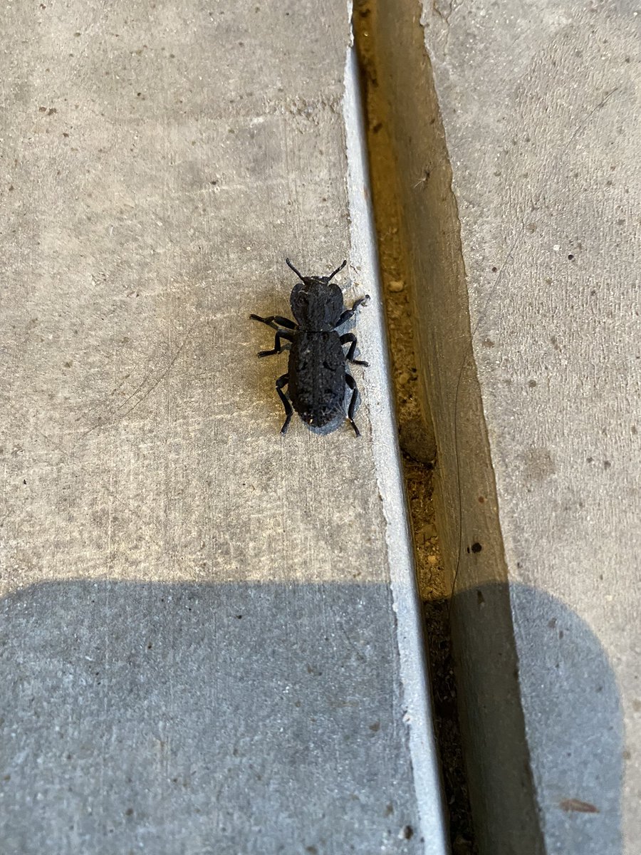 My kid did a class project on this beetle (diabolical ironclad beetles), and I swear one just showed up on our doorstep. Its claim to fame—it can survive being run over by a car (we did not test this) https://t.co/y9xLLn1Kic