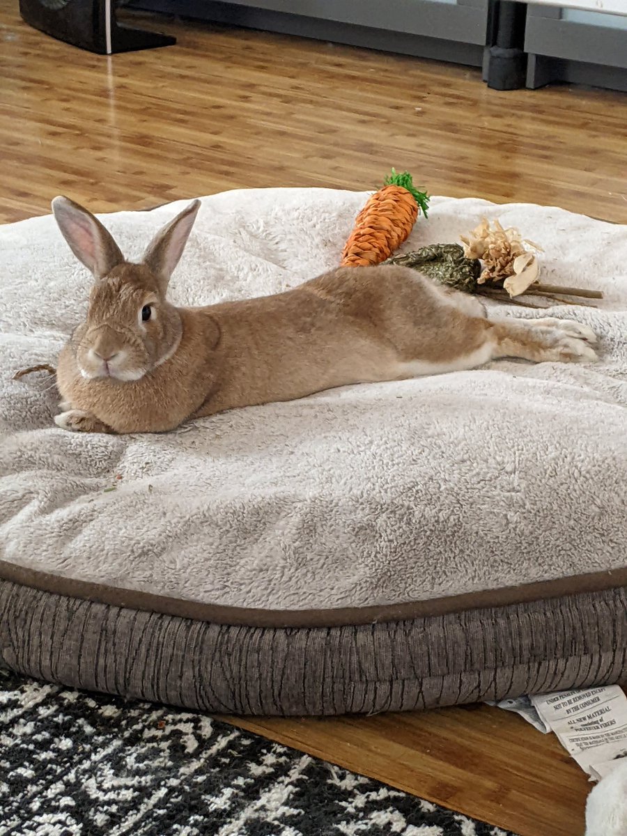 RedRabbitQueen's tweet photo. @rabbit_ebooks Some rabbits own homes without ever having a job https://t.co/2nOHr2TCwh
