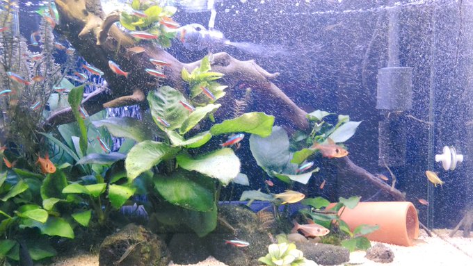 昨日外部が急に止まって焦りましたが、1日稼働して止まっていないのでもう安心安心😁 