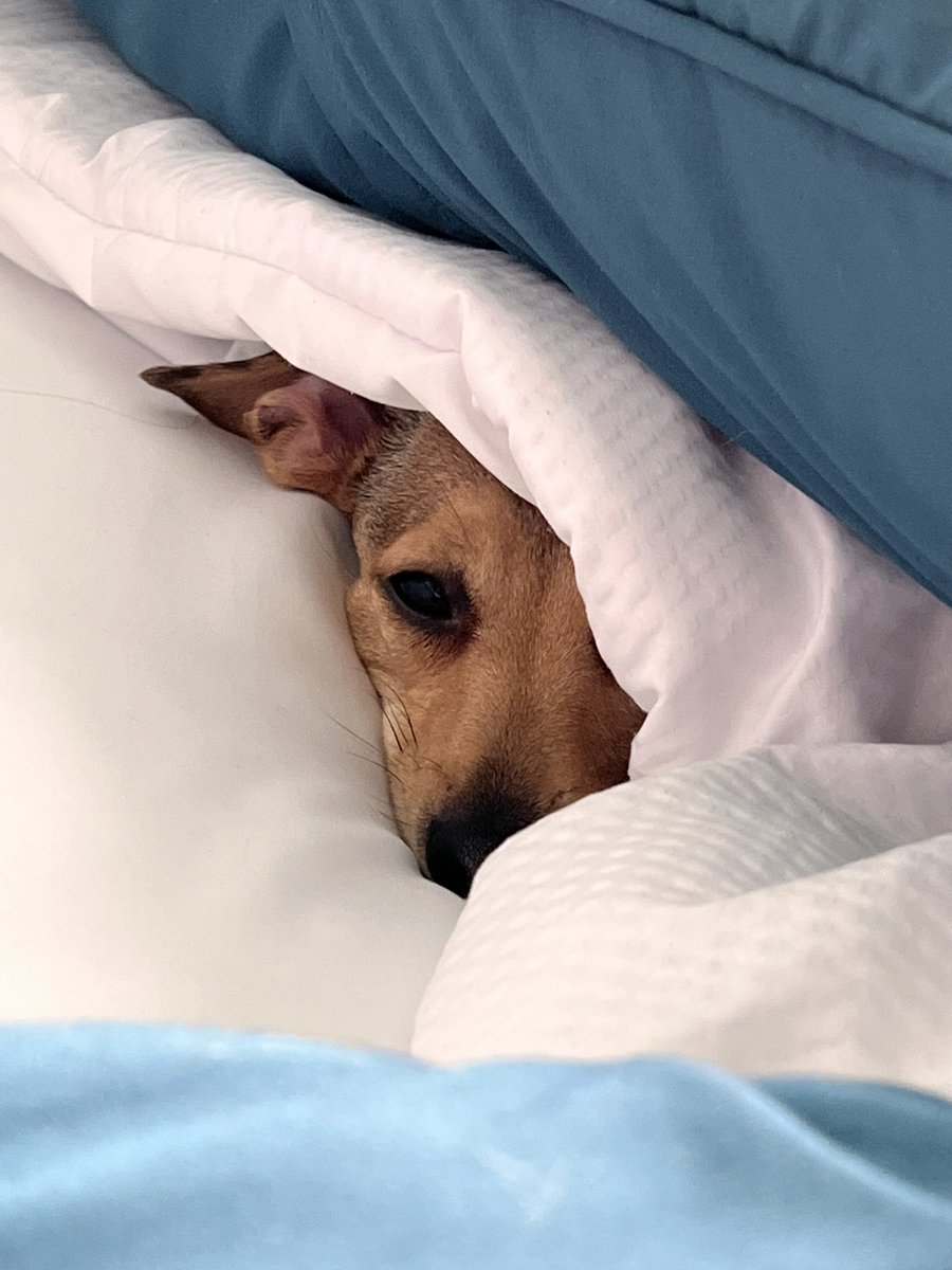 CopperWunder's tweet photo. How are all my friends?🐾 #sleepydog https://t.co/bGQouGs2kv