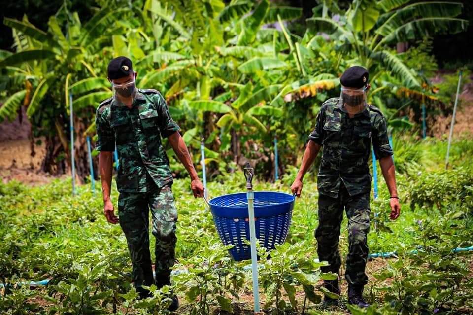 army_greenbrain's tweet photo. รับซื้อมะเขือเปราะช่วยเหลือเกษตรกร!! 

พี่ๆทหารรับซื้อมะเขือเปราะ เพื่อเป็นการช่วยเหลือเกษตรกรให้มีรายได้ ในสถานการณ์ covid-19 และนำไปประกอบอาหารให้กำลังพลได้รับประทาน...ว้าว มะเขือลูกโตๆ น่าทานมากคร้าบ!! 

หน่วย : ร.8 พัน.1
ณ : อ.เชียงคาน จ.เลย https://t.co/dA2BxKJudE