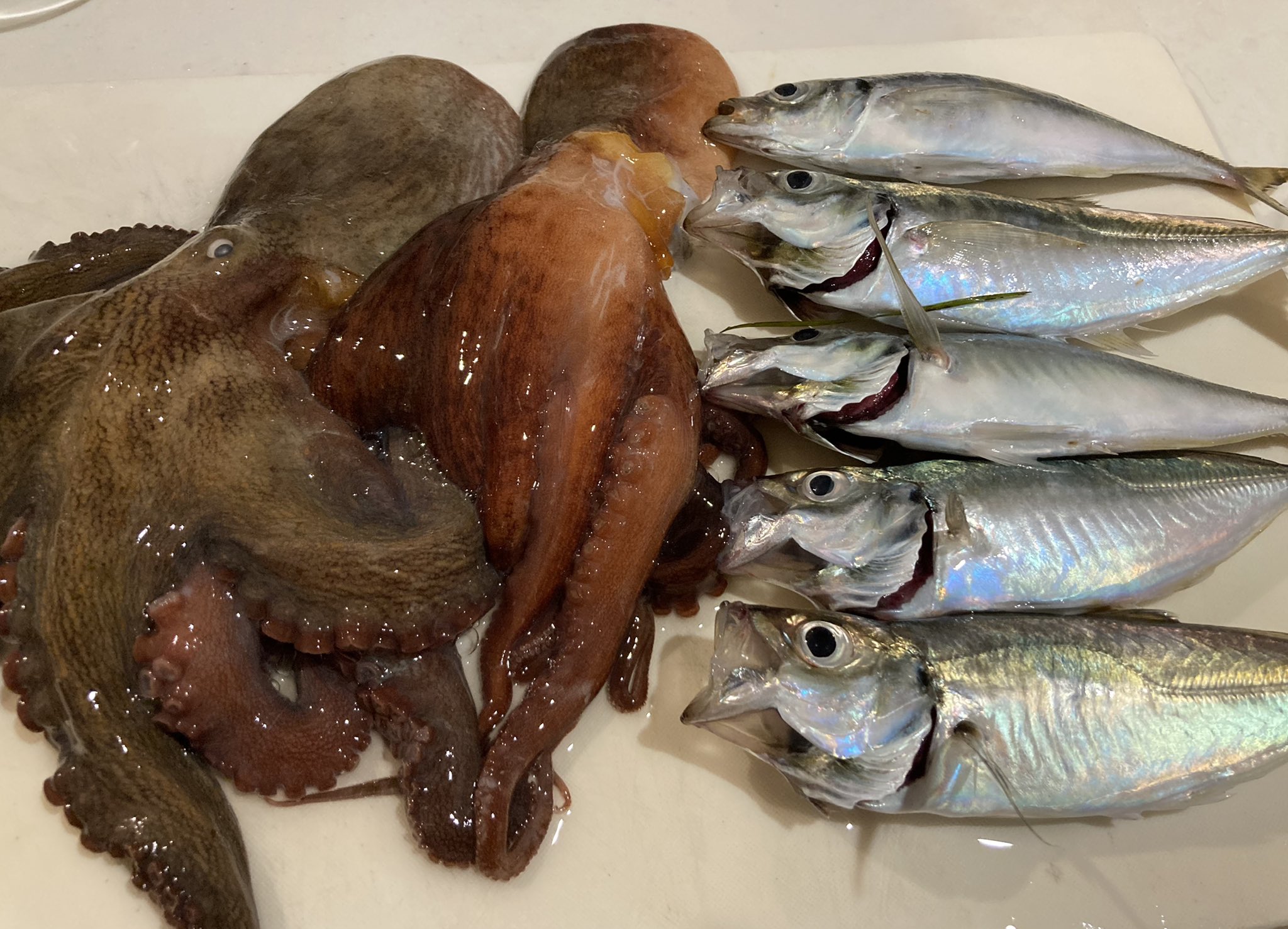 تويتر はぎちゃん على تويتر 釣り垢初投稿 昼はタコ3杯 1杯リリース 夜はアジングで5匹 アジは表層の横方向の動きで ボトムにもいたけど掛けられず アジング 横浜アジング オクトパッシング T Co Gxl72mg7if
