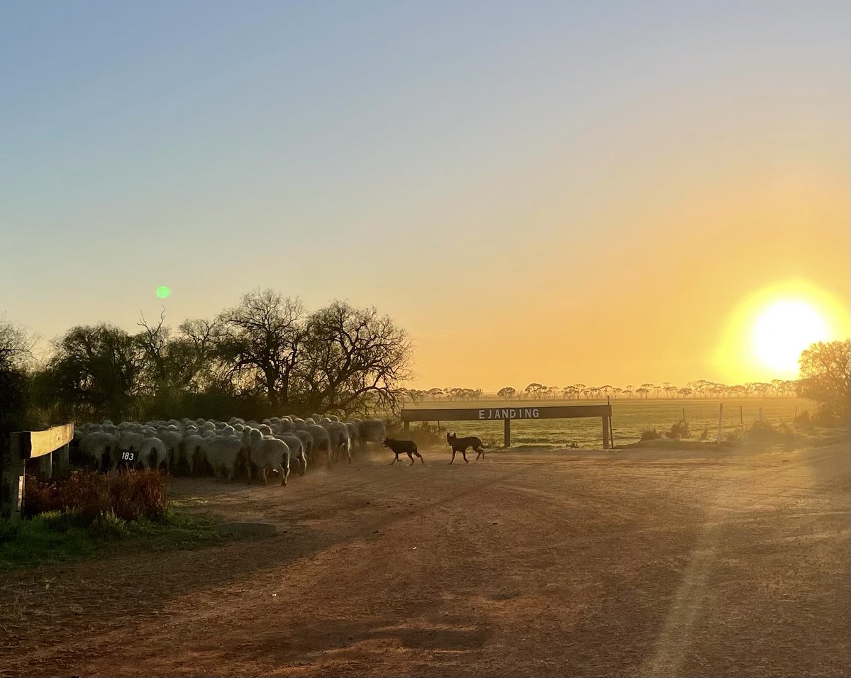 Finished seeding on Saturday. Twin bearing AI ewes coming in thismorning to be crutched. The dogs are happy about the change up