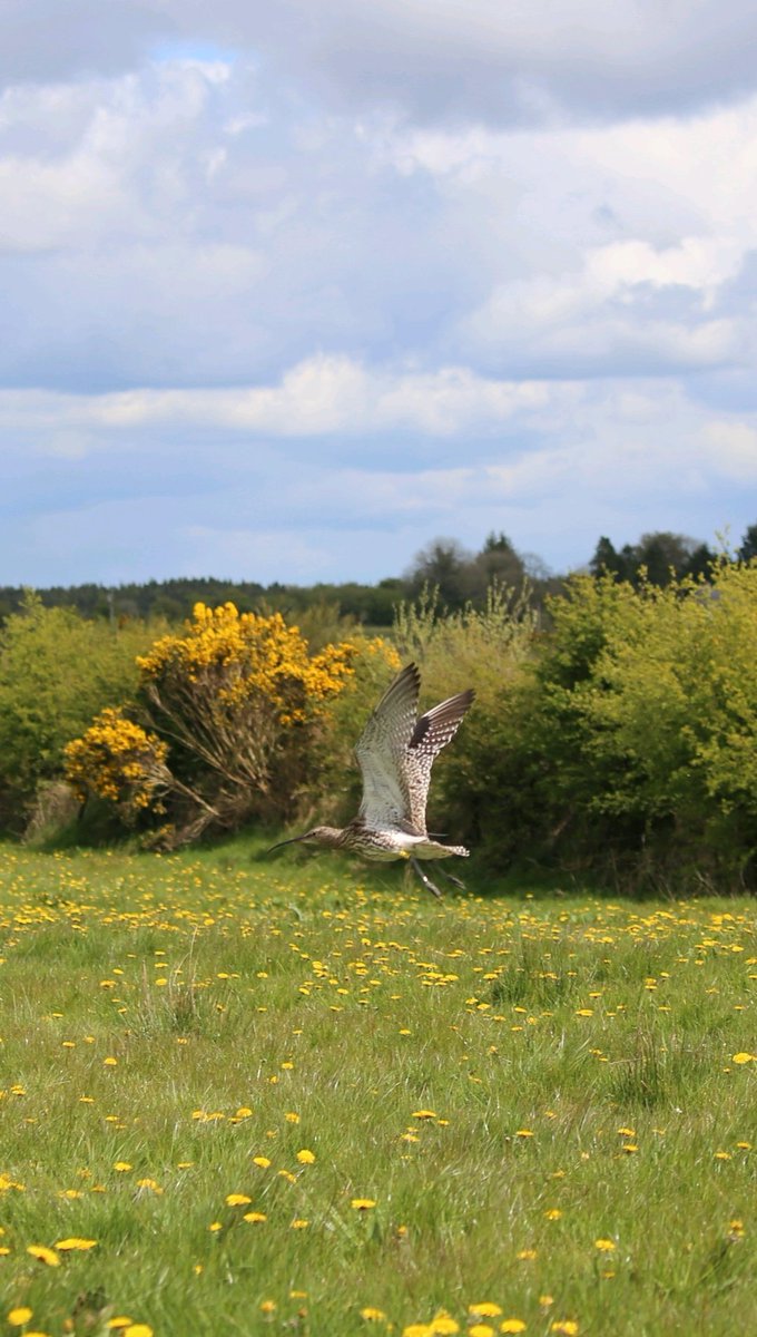 Hannah Quinn-Mulligan (@hqmulligan) on Twitter photo I am ashamed to say I had never seen or heard a Curlew in real life before heading out with the @npwsBioData to do a report for <a href="/RTECountryWide/">CountryWide</a>. What was a common farmland bird has seen over a 90% decline since the 1970's. The next generation might never see or hear it. I am ashamed to say I had never seen or heard a Curlew in real life before heading out with the @npwsBioData to do a report for <a href="/RTECountryWide/">CountryWide</a>. What was a common farmland bird has seen over a 90% decline since the 1970's. The next generation might never see or hear it.