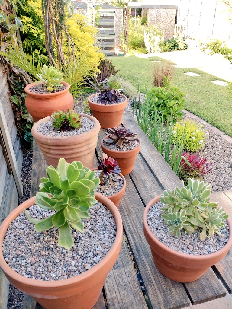 AVFCbrownie's tweet photo. Nice morning....👍 #gardening https://t.co/N9bHVuKkuo