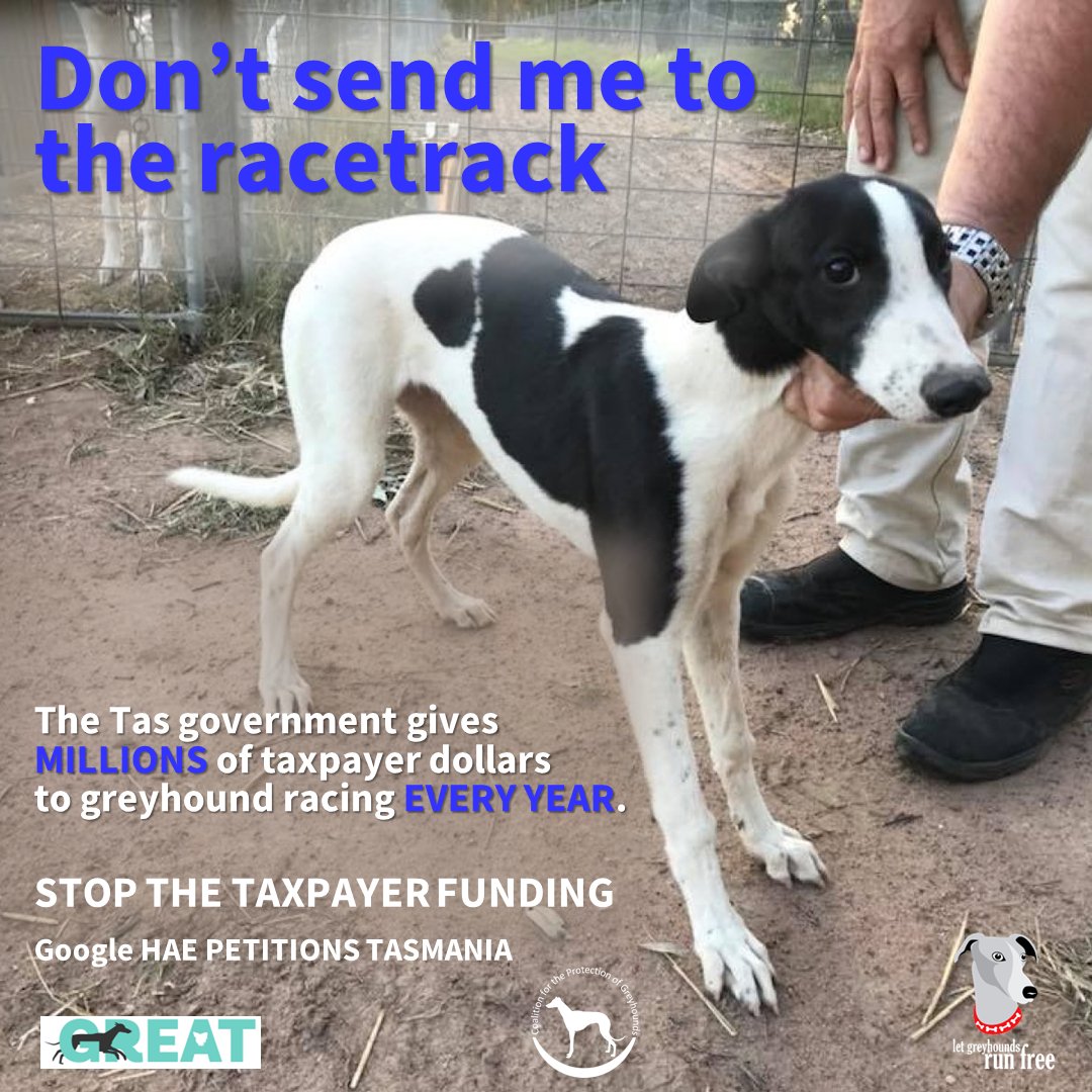 save_greyhounds's tweet photo. 25% of greyhound puppies never make it to the track, described as "initial wastage". The rest have a short, often brutal racing life in barren kennels. If you live in Tas, please sign to stop government funding of this tragedy: https://t.co/iu4Dbt2Se9 @CassyOConnorMP https://t.co/Pd5wOglLL7