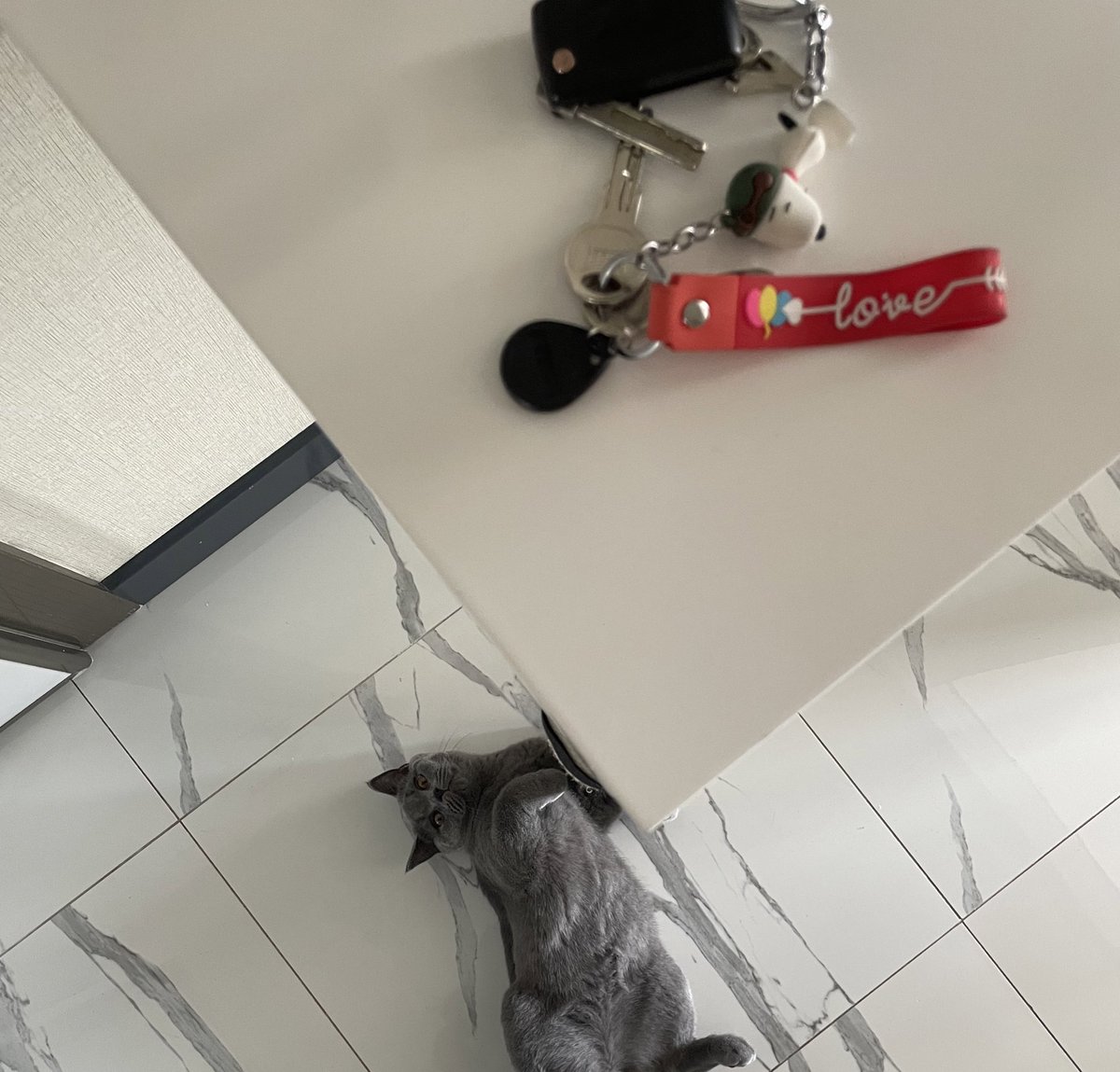 günlük rutin:kapıdan içeri gir, sana koşa koşa gelen ve ardından sevgi bekleyen birini bul ve onu mıncır. 😽