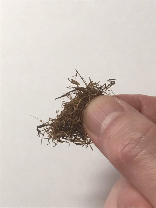 煙管は2~3口吸ったら終わりとか言われるが、意外と長持ちする。刻みが猫の毛に例えられるくらい細かいので紙巻き煙草と同じように吸うと葉っぱを吸い込む。少々コツが要る。防塵眼鏡嚢が煙草入れとして利用されてるのは時々出る。これは中にまだ葉っぱが詰まってた。>RT 
