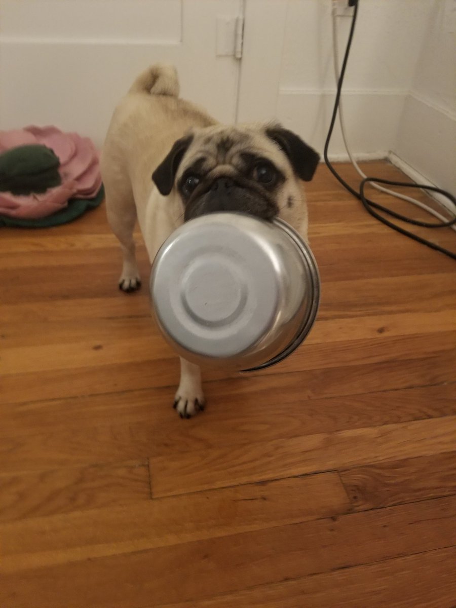 Apparently, "It's bedtime for Oonas" sounds a lot like "it's time to eat, where's your bowl?". I can't fault her for trying.😁