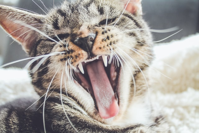 Need Some Tips On Cat Teeth Health?
Check Out These 5 Easy Steps That will Keep Your Vet Bills Down

animalheed.com/how-to-keep-yo…