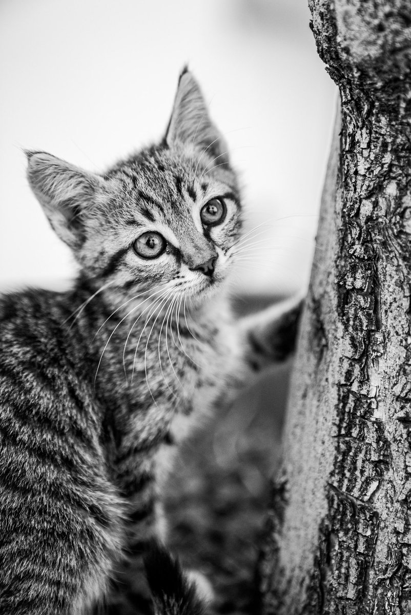 yunusemreckrr's tweet photo. #dailypicture 10 #normalcat https://t.co/8byAq6a86w