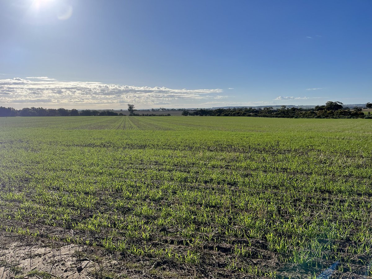 ….and it’s off!!! One of our trial sites investigating #cropheight #lambsurvival #shadeandshelter