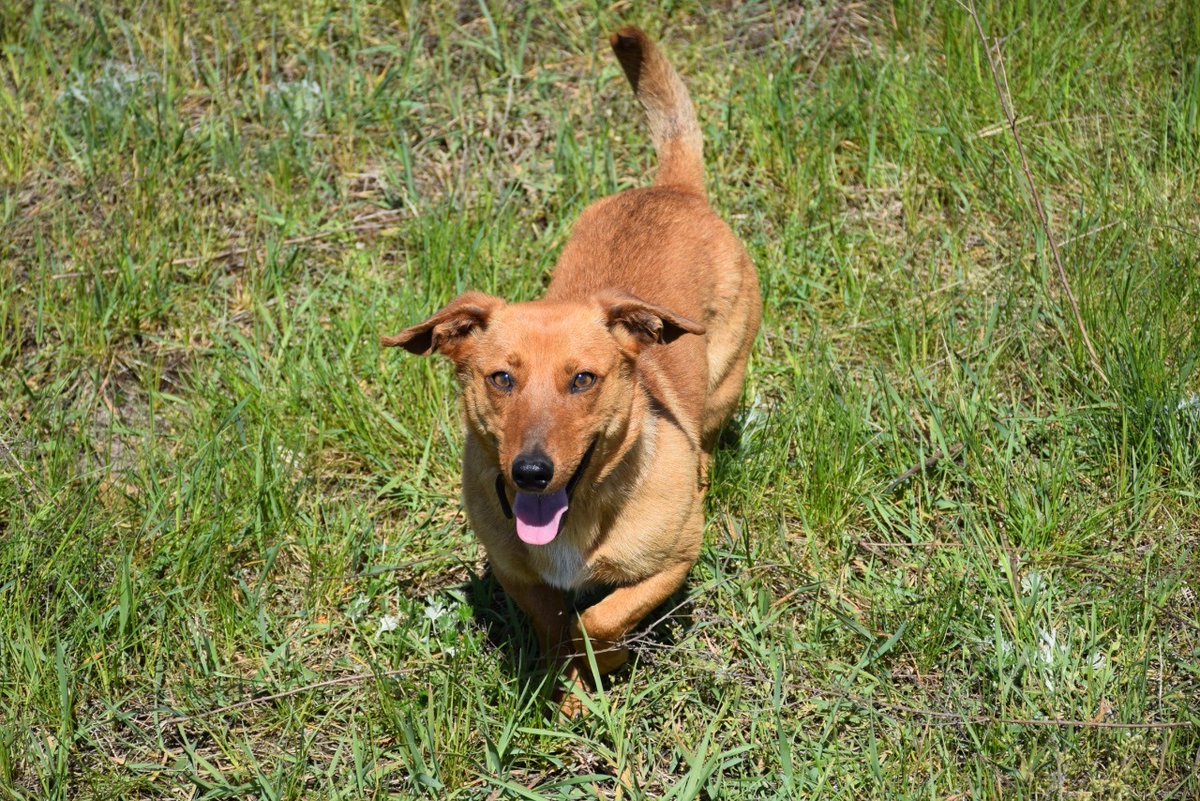 🐕🤗 Знайомтесь, це пес Туксон і він – прикордонник
👉🏼 cutt.ly/UJw6kvw