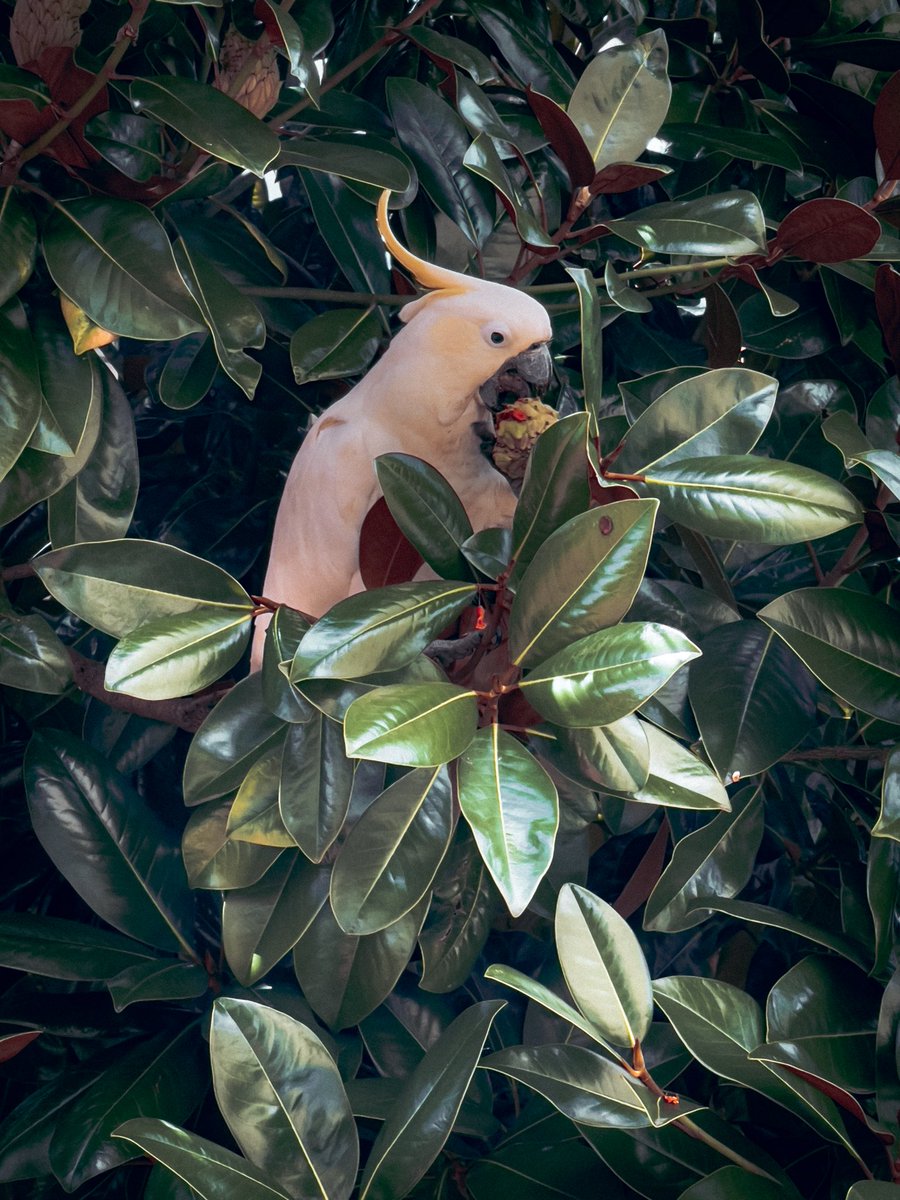 Kevin Maldonado tweet media