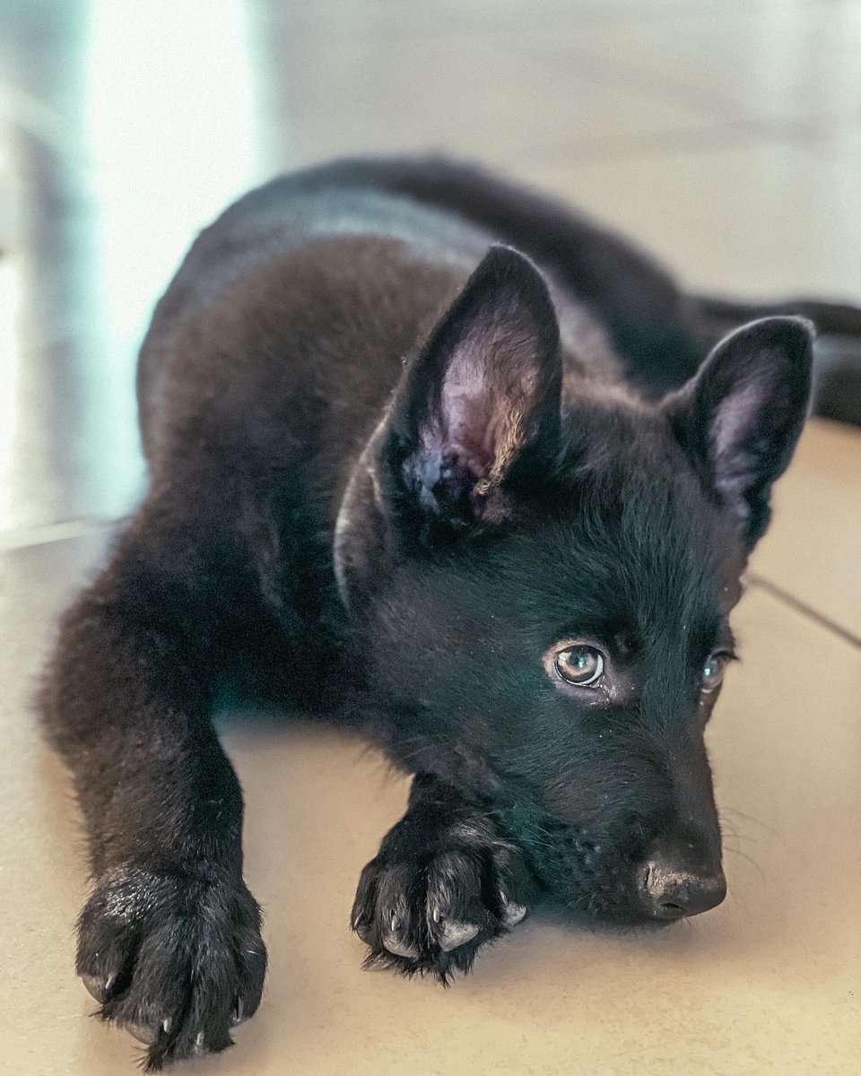 Kevin Maldonado tweet media