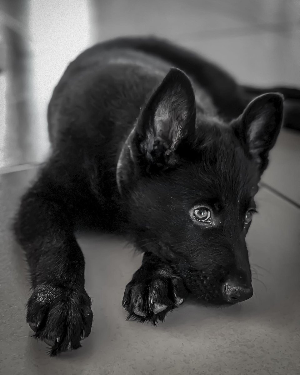 Kevin Maldonado tweet media