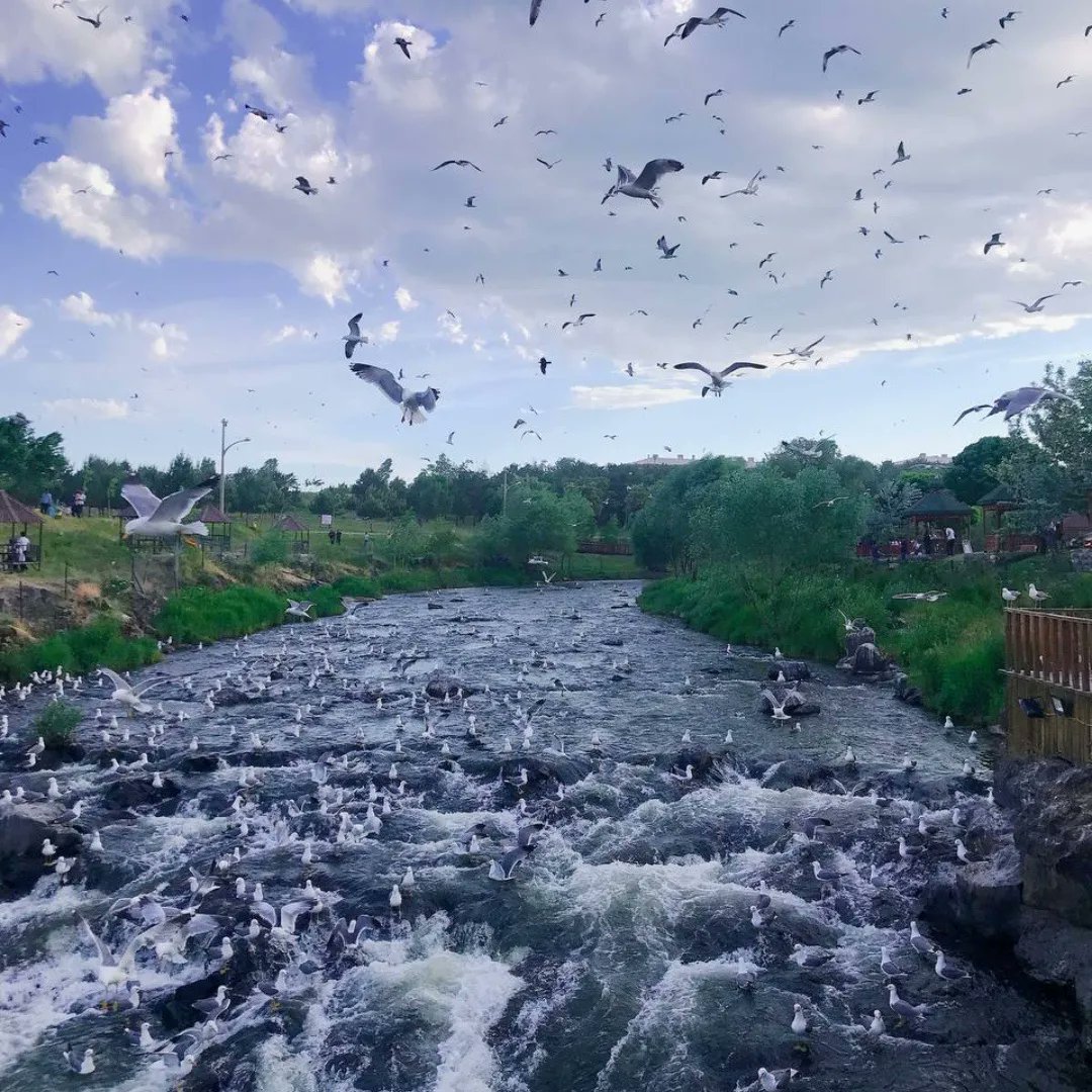 VanCumhuriyeti's tweet photo. Hayat güzel Van balığı uçuyor ☺️
📍 Erciş Balık Bendi
#van
#vangölü
#vanavm https://t.co/zXdb0MEwcD