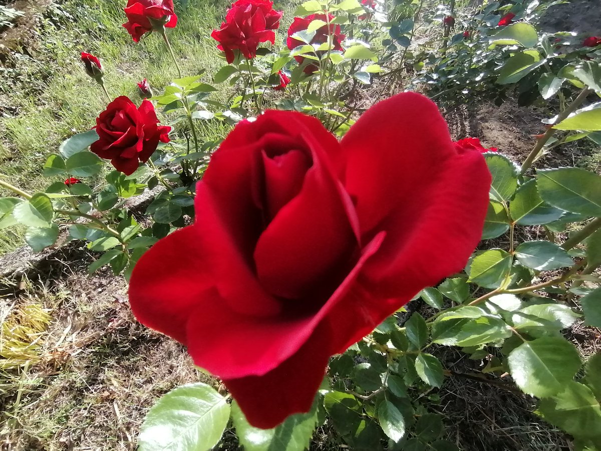 Roses are 🌹 in bloom and they are stunning nature is Awesome #NFTs can wait while i appreciate nature #nftartist still looking for #NFTbuyers so I can continue enjoying nature