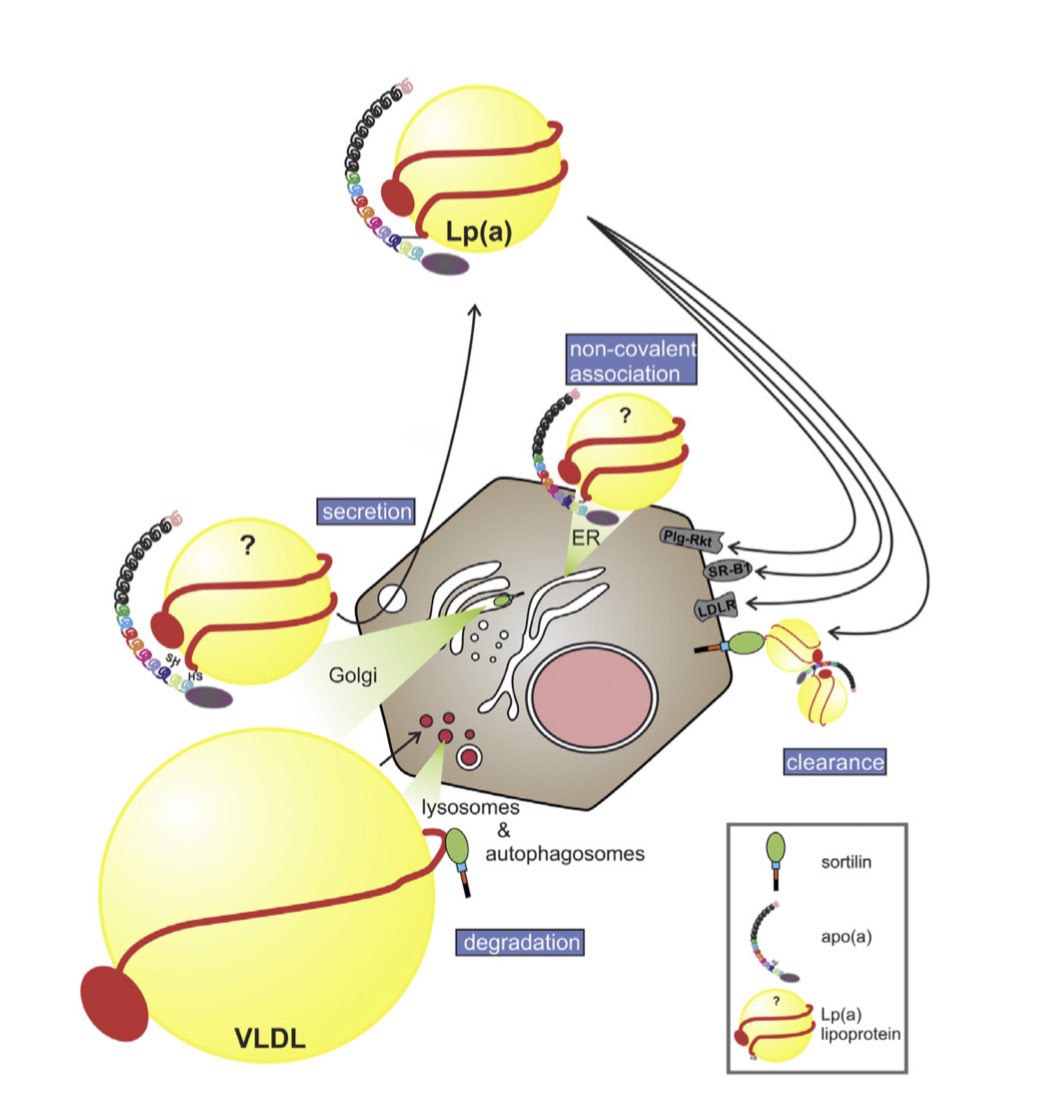 lipiddoc's tweet photo. #Sortilin enhances secretion of apolipoprotein(a) through effects on #apoB secretion & promotes uptake of Lp(a)
https://t.co/TAnxKDKvem via @jlipidres @MBBoffa @MarlysLPA @RobHegele @GSeidah Fascinating research ! 👏 @nationallipid @foundationofnla https://t.co/md5f7t2LVq