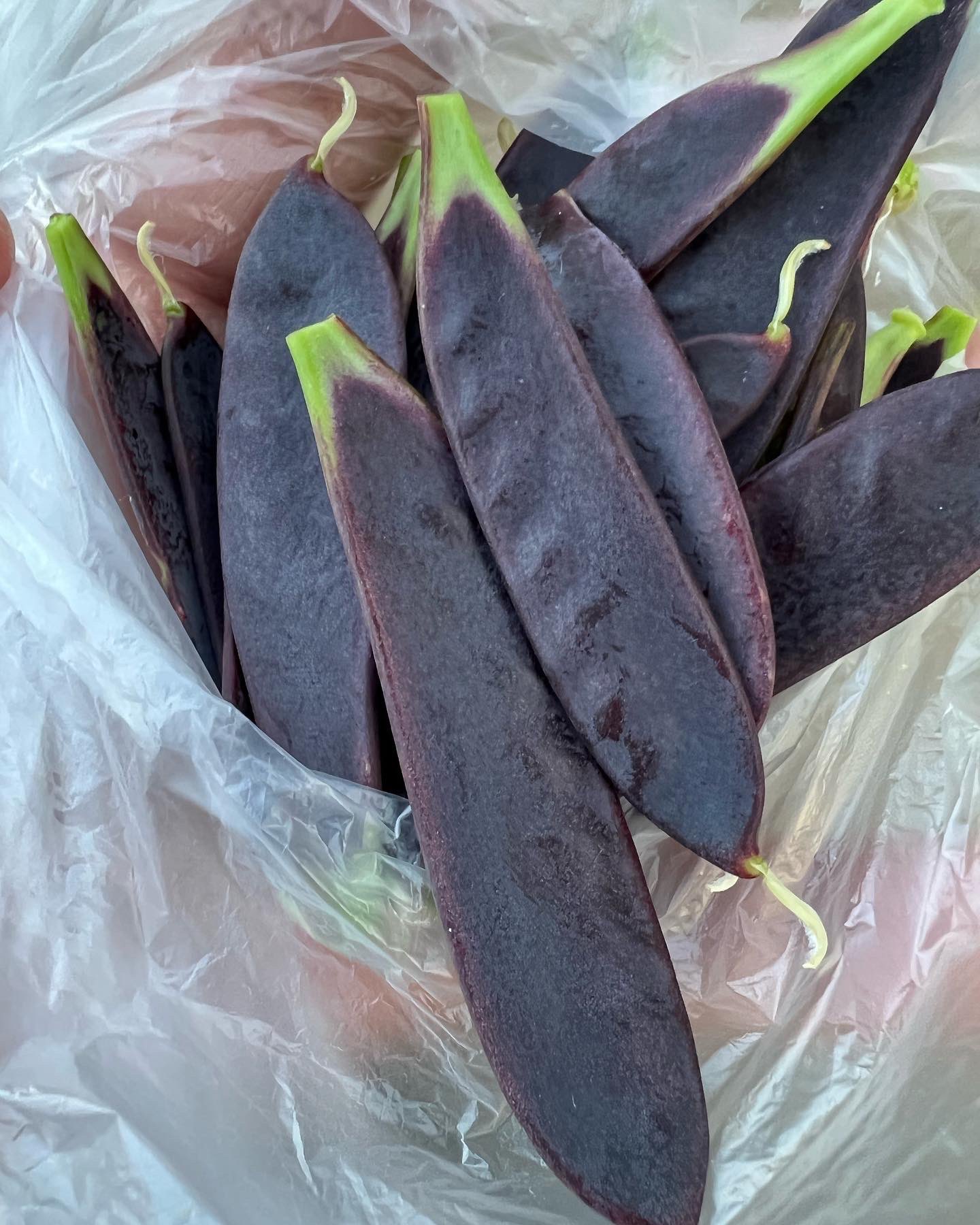 ツタンカーメン豆 Twitter Search Twitter