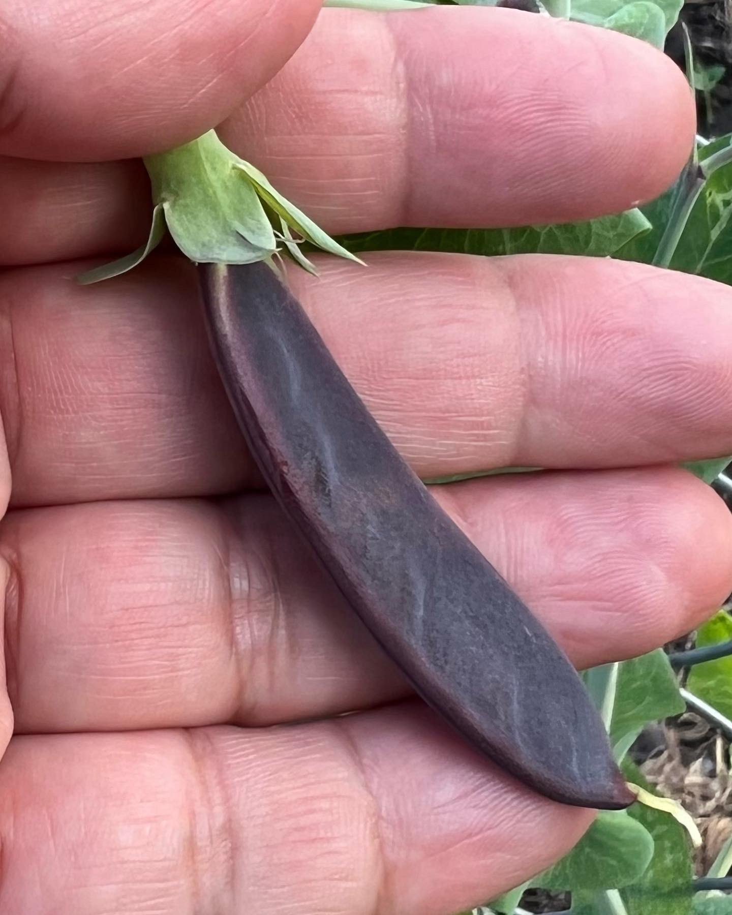 ツタンカーメン豆 Twitter Search Twitter