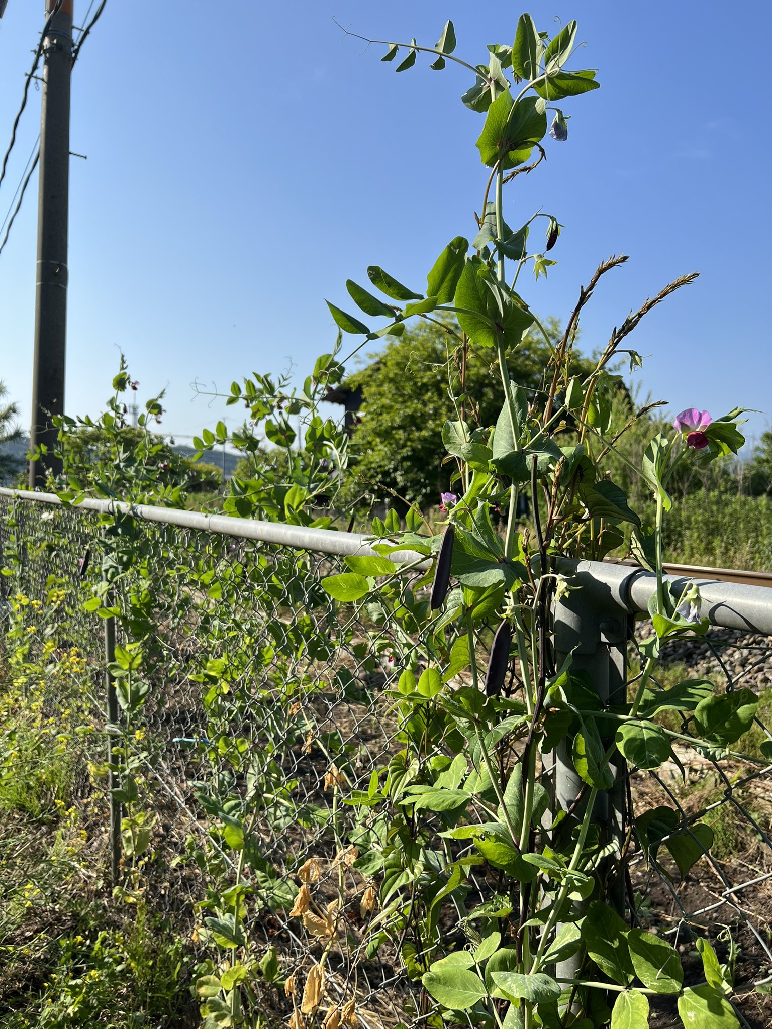 ツタンカーメン豆 Twitter Search Twitter