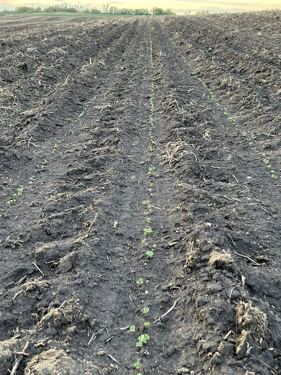 HobbyFarmerMatt's tweet photo. Got the #irrigation going on the #canola today. Where the Gophurs haven't chewed the plants down, it's coming nicely. #LR344PC #invigor https://t.co/AOaa4RjvpC