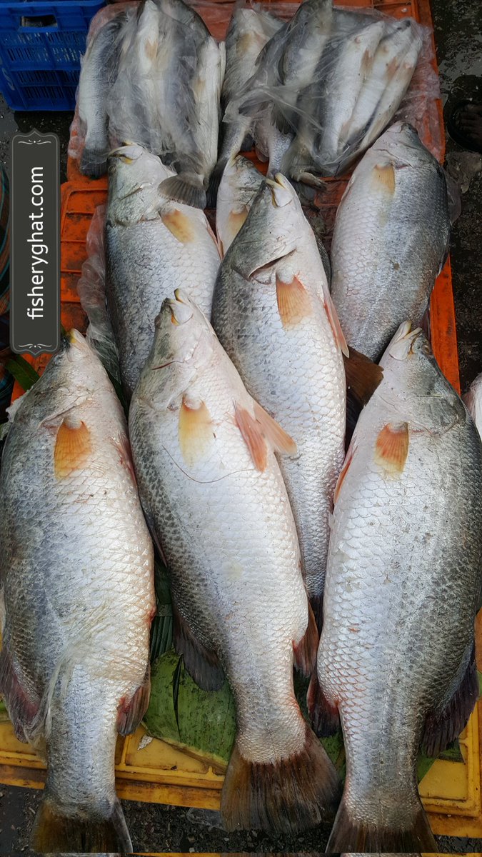 fisheryghat's tweet photo. চট্টগ্রাম ফিশারীঘাট মাছ বাজা‌রে বড় সাই‌জের তাজা "‌ভেট‌কি কোরাল"; #organic #projectfish #freshfish #safefish https://t.co/FN1cUQWZLV