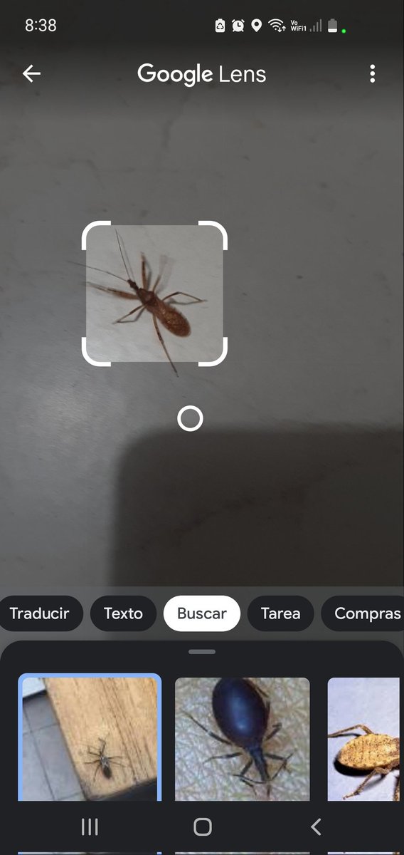 mcmmvzla's tweet photo. @BichoDatos me ayudan a saber que animal es? es peligrosa su picada? picó a mi hijo https://t.co/HqSFMXrHld