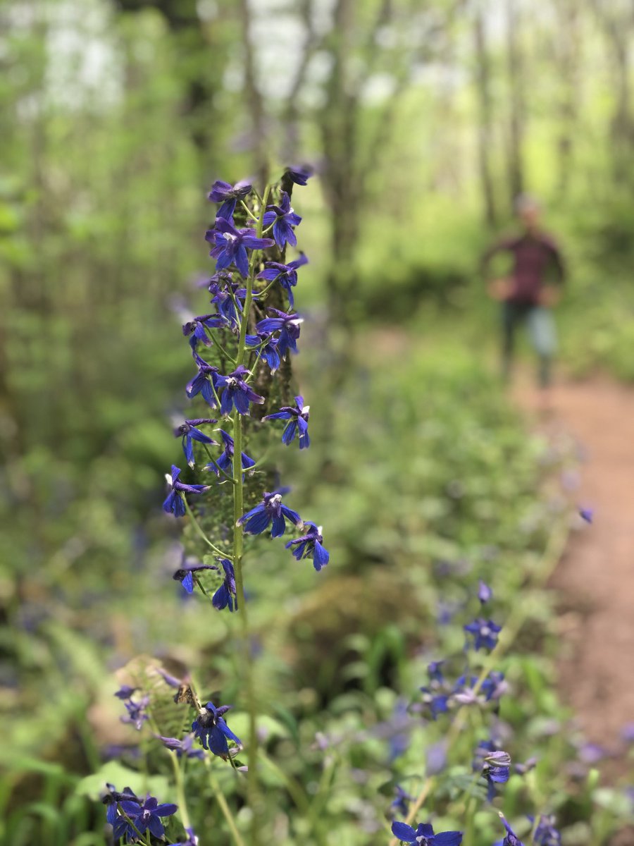 SidTavri's tweet photo. #AngelsRest #Columbiarivergorge nothing better than a random Thursday hike for your mind and soul #unplugged #noEPIC #noPACS #noNEWS #justPNW https://t.co/RInUu58YlP