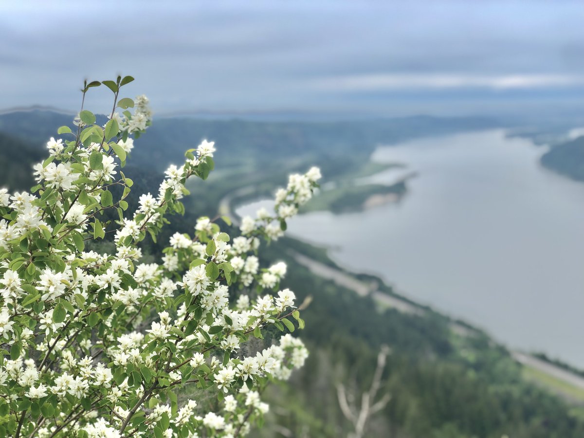 SidTavri's tweet photo. #AngelsRest #Columbiarivergorge nothing better than a random Thursday hike for your mind and soul #unplugged #noEPIC #noPACS #noNEWS #justPNW https://t.co/RInUu58YlP