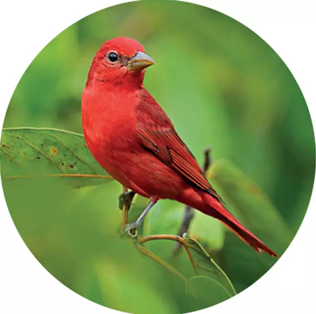 timesofindia's tweet photo. ‘Shade coffee can #conserve birds — and help people’ 

Amanda Rodewald leads Cornell University’s Center for Avian Population Studies. Speaking to #TimesEvoke, she discusses scientific ways to save birds — and people

https://t.co/2UJ6BbmV23

#shadecoffee #conservebirds https://t.co/ZedcYNHVZB