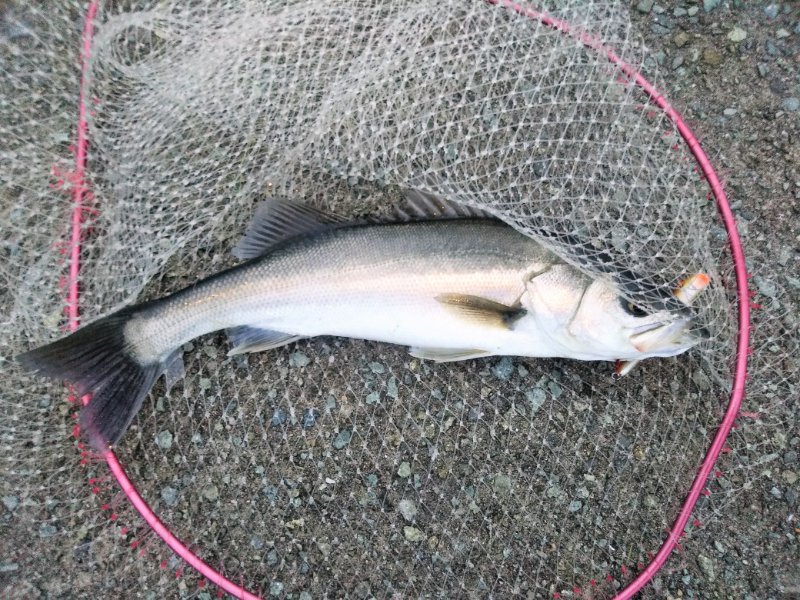 ひで 雨後のシーバス狙いで大蔵海岸へ ラパラ ストーム ブーツ1で52cmのシーバスが顔を見せてくれました ブログにもまとめました T Co Jkdssrivez 釣り ルアーフィッシング 明石釣り 大蔵海岸 大蔵海岸釣り シーバス シーバス