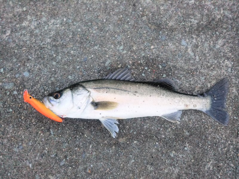 ひで 雨後のシーバス狙いで大蔵海岸へ ラパラ ストーム ブーツ1で52cmのシーバスが顔を見せてくれました ブログにもまとめました T Co Jkdssrivez 釣り ルアーフィッシング 明石釣り 大蔵海岸 大蔵海岸釣り シーバス シーバス