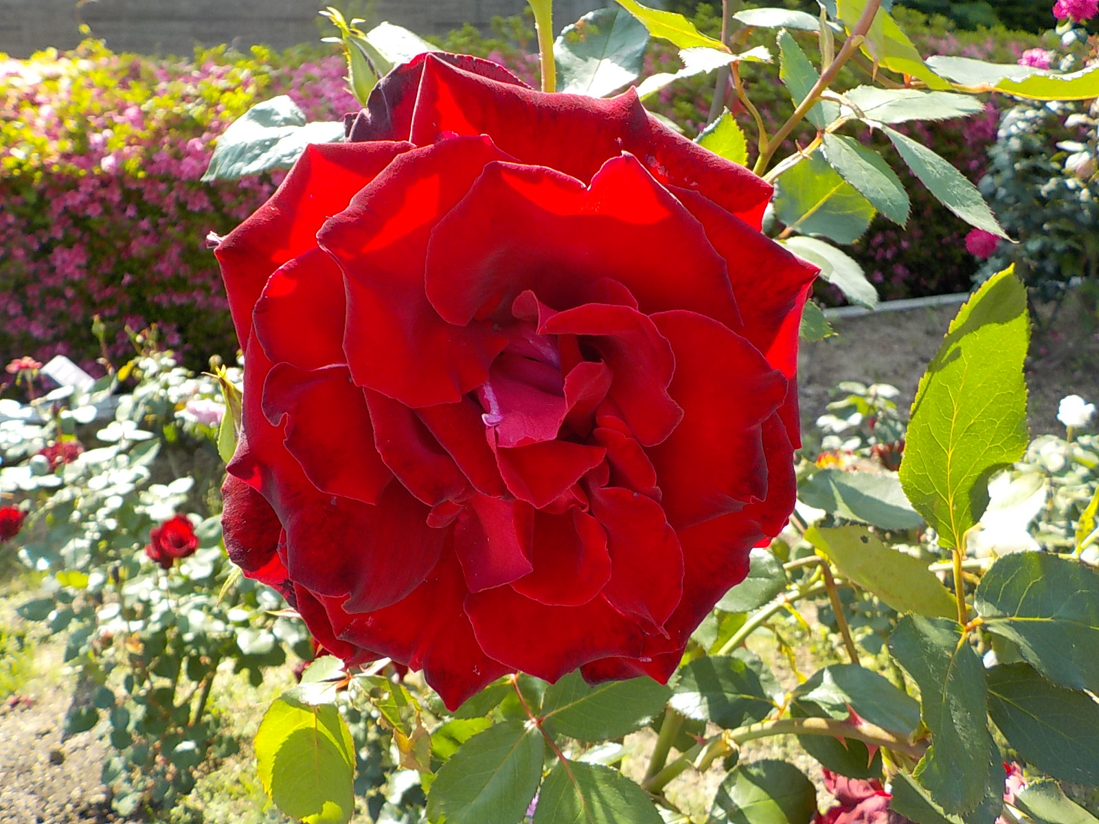 名古屋市東山動植物園 バラ園でベルサイユのばら 赤 が咲いています 近くにオスカル フランソワ 白 アンドレ グランディエ クリーム色 も咲いています 東山動植物園 植物園 バラ ベルサイユのばら T Co Ls7jboww3d Twitter