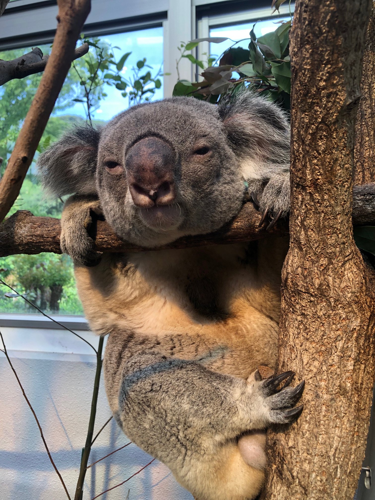 鹿児島市平川動物公園 ある朝のブンダの様子です どう見ても 昨日飲みすぎた二日酔いのおじさん にしか見えません コアラあるあるで 時には変な姿で休んでいることが多々あります 担当者の存在に気付いたブンダは この後にいつも通り発声しはじめ