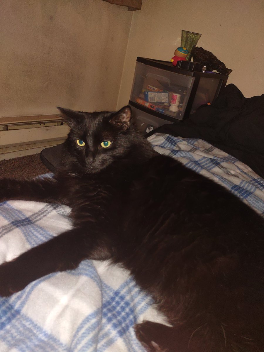 GregorySector's tweet photo. My cat should be on @AGT https://t.co/MYARgIte5S