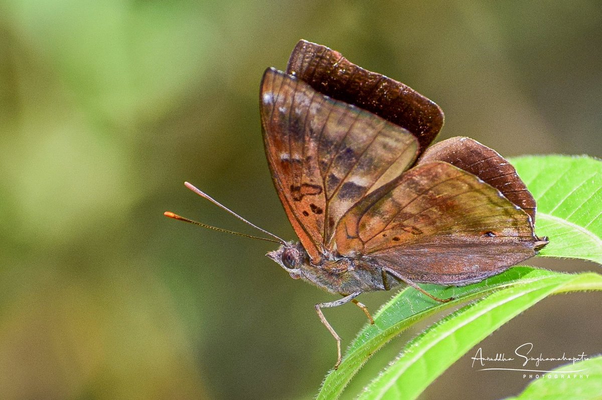 aniruddha9735's tweet photo. Got the identification after 4 years of capturing this rare beauty. 🦋😛
🆔 - Elusive Prince (Rohana tonkiniana)

@NamdaphaTR @MyGovArunachal
April 2018
@inaturalist @IFoundButterfly @butterfly_india #butterfly #Rohana https://t.co/Ptqqhv2kjx