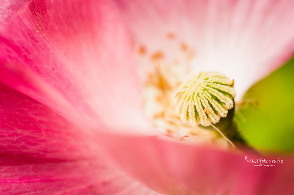 MRTfotografie's tweet photo. Goedemorgen! De bermen staan weer vol met klaprozen. Hoe komen ze daar? Wat is het verhaal achter deze frêle bloem? Voor de één bekend voor de ander nieuw deze #weekendleesvoer
https://t.co/4bmri70MCy
Fijn weekend!!🥀🍀☕️🙋‍♀️ https://t.co/GeoEvBssGH