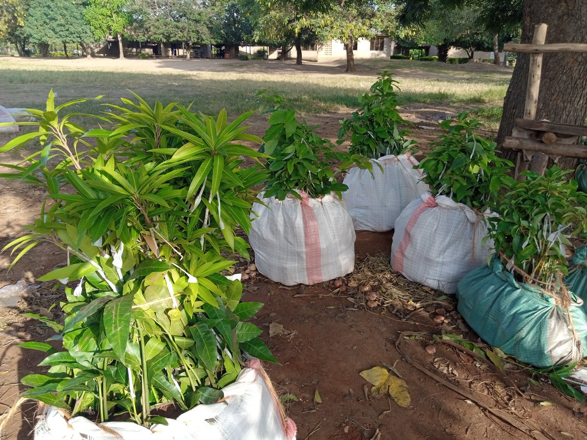 Weekend imewahi kufika na imekuja na mambo mengi sana.
Wakulima tusisahau Shamba 
<a href="/GeofrreyK/">Geoffrey Kirenga</a> <a href="/Octavianlasway/">Eng Octavian Lasway</a> <a href="/AbdulazizMomba/">Prof. Abdulaziz Momba PEng(T)</a> <a href="/MpondaSabinus/">Mponda</a> <a href="/Palilo11/">Palilo Sanga</a> <a href="/Wakusnooz/">Myahudi</a> <a href="/DorothNengai/">DorothNengai</a>